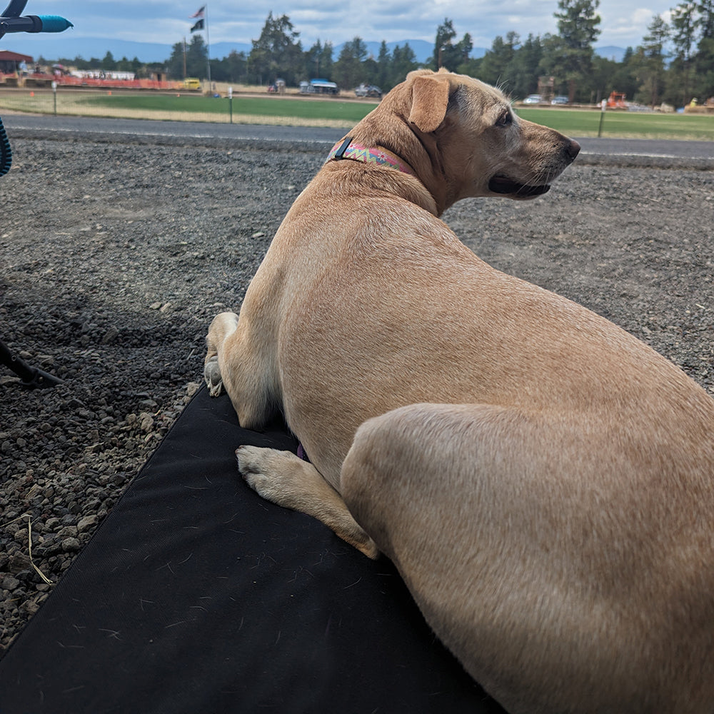 Dog relaxing on RuffRoost dog bed with scenic view