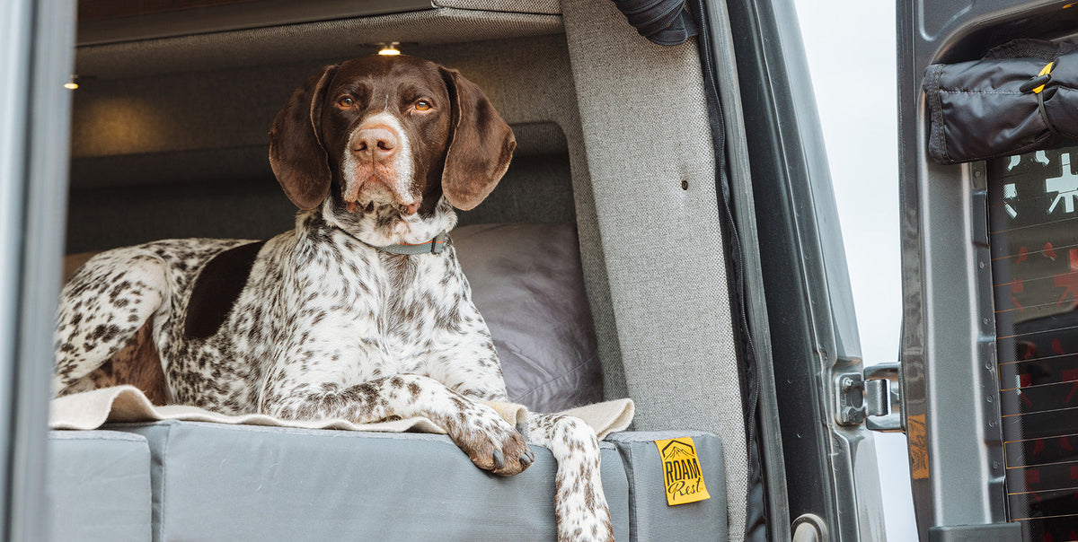 Van Life with Dogs: Tips and Tricks for a Happy Adventure
