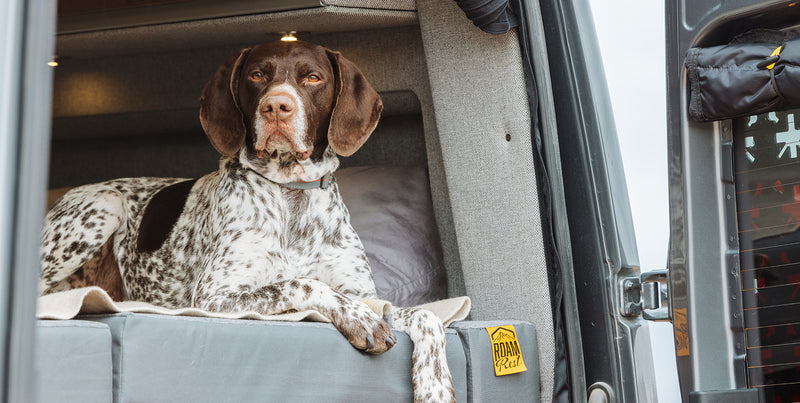 Cute dog on RoamRest van mattress