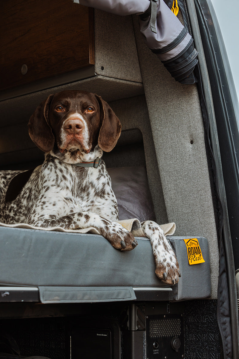 Cute dog on RoamRest van mattress
