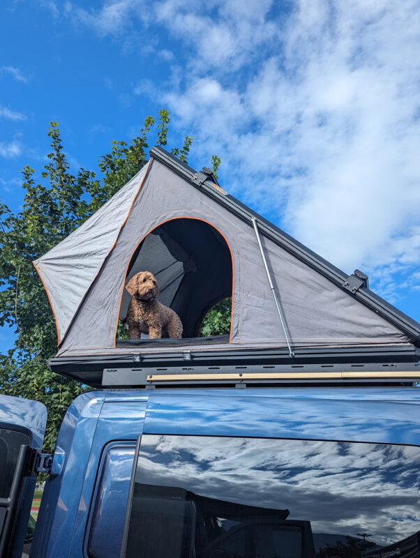 Pup in overland tent top